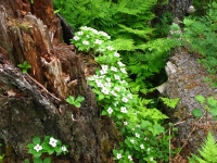 Bunchberry flowers